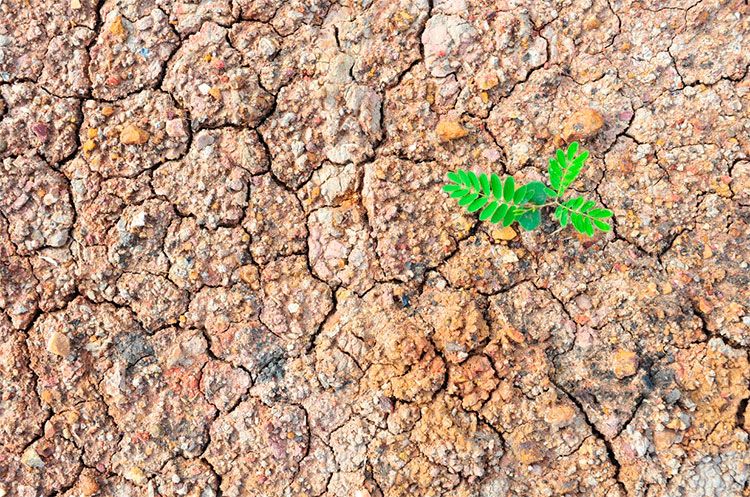 Innovation skaber robusthed og vækst 