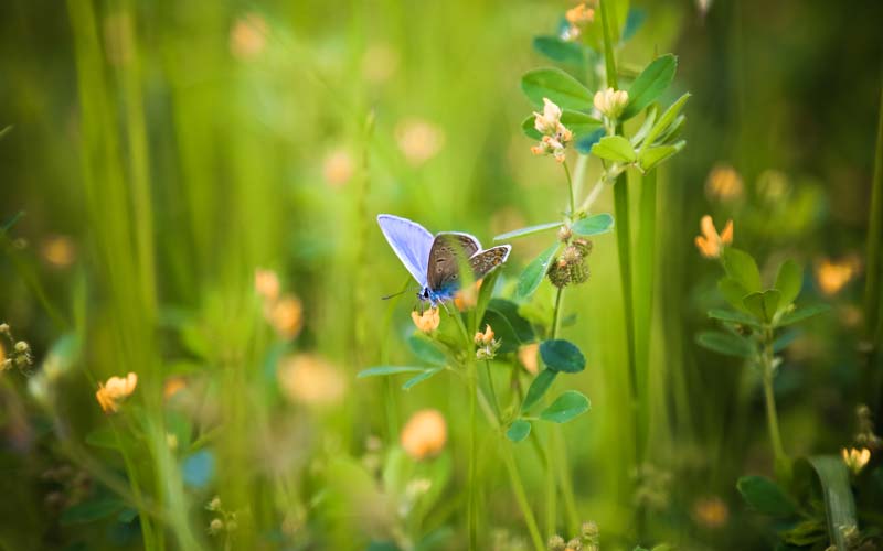 Biodiversitet er liv, også for forretningen Biodiversitet er liv, også for forretningen