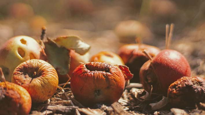 Madspild skal bekæmpes i fællesskab Madspild skal bekæmpes i fællesskab