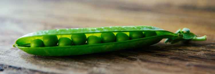 Den Ansvarlige Indkøber