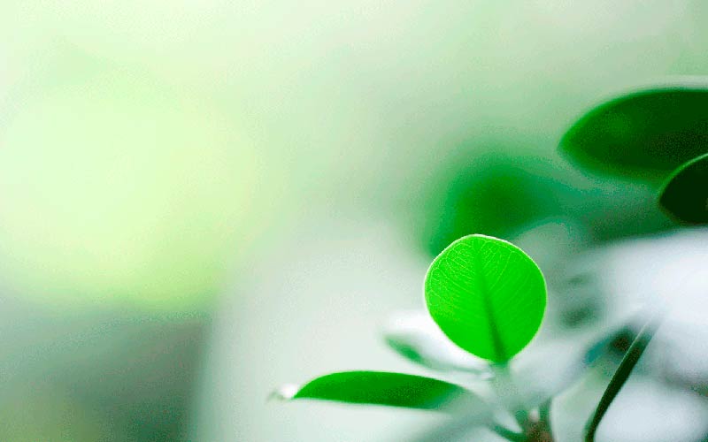 ISO 14001 styrker miljøindsatsen ISO 14001 styrker miljøindsatsen