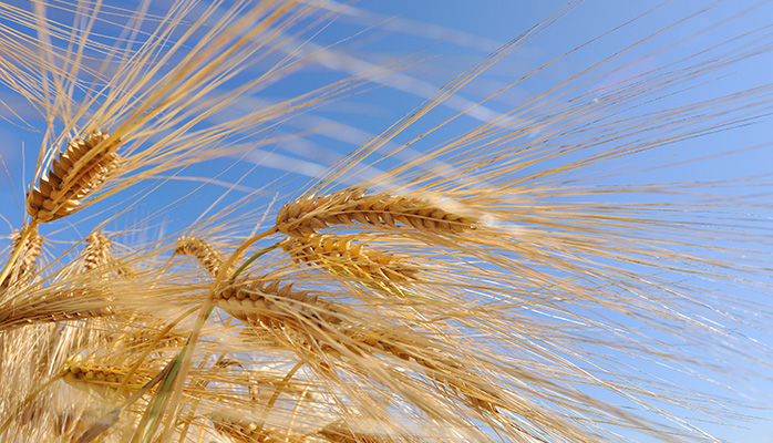 Branchen bakker op om international standard for produktion af foder