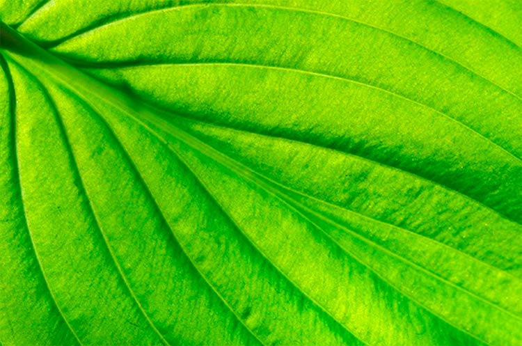 ISO 14001 - Standarden der gør din virksomhed grønnere  ISO 14001 - Standarden der gør din virksomhed grønnere