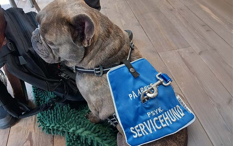 Nye europæiske standarder for servicehunde 
