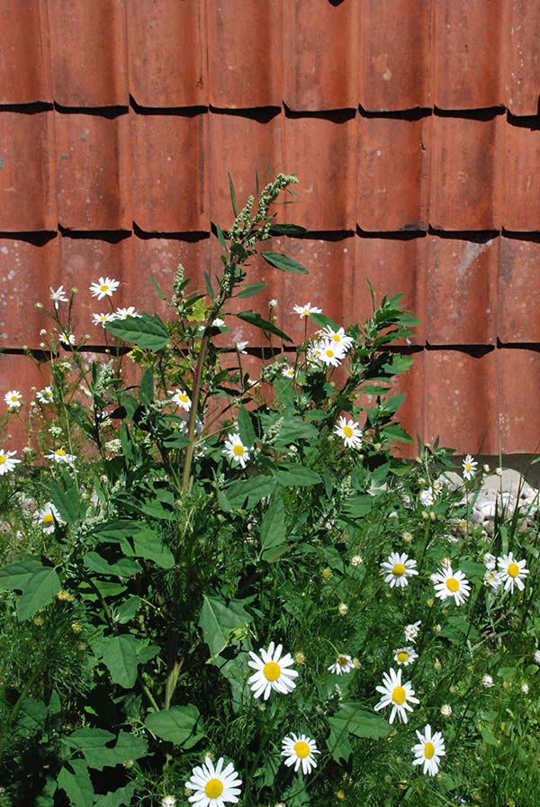 Projekt Lisbjerg. Foto: Lendager