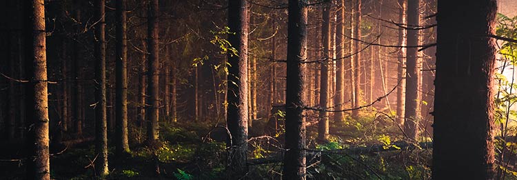 Sporbarhed af træ Sporbarhed af træ