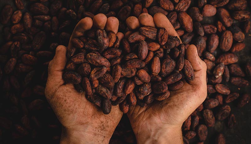 Bæredygtig kakao (S-482)