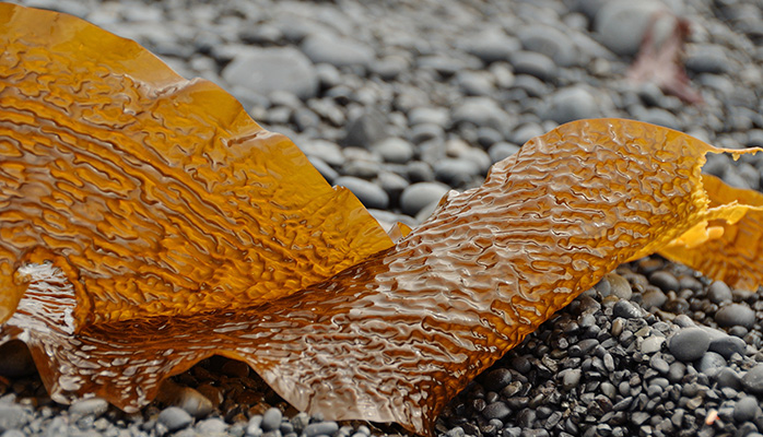 Kosmetikindustrien efterlyser rammer for brugen af alger Kosmetikindustrien efterlyser rammer for brugen af alger