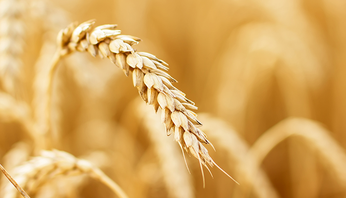 Danmark sætter standarden for fødevaresikkerhed – men hvor længe?